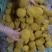 桑黄菌种菌包西峡县科达菌种厂桑黄种植基地