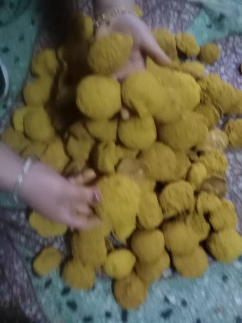桑黄菌种菌包西峡县科达菌种厂桑黄种植基地