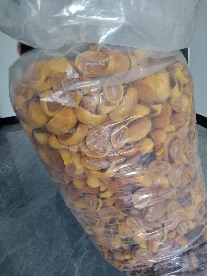 桑黄菌种菌包西峡县科达菌种厂桑黄种植基地