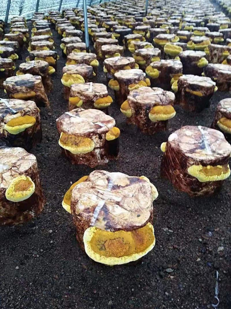 桑黄菌种菌包西峡县科达菌种厂桑黄种植基地