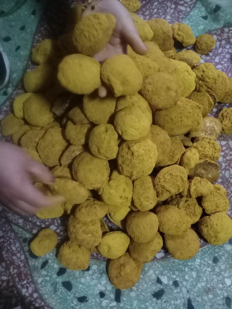 桑黄菌种菌包西峡县科达菌种厂桑黄种植基地