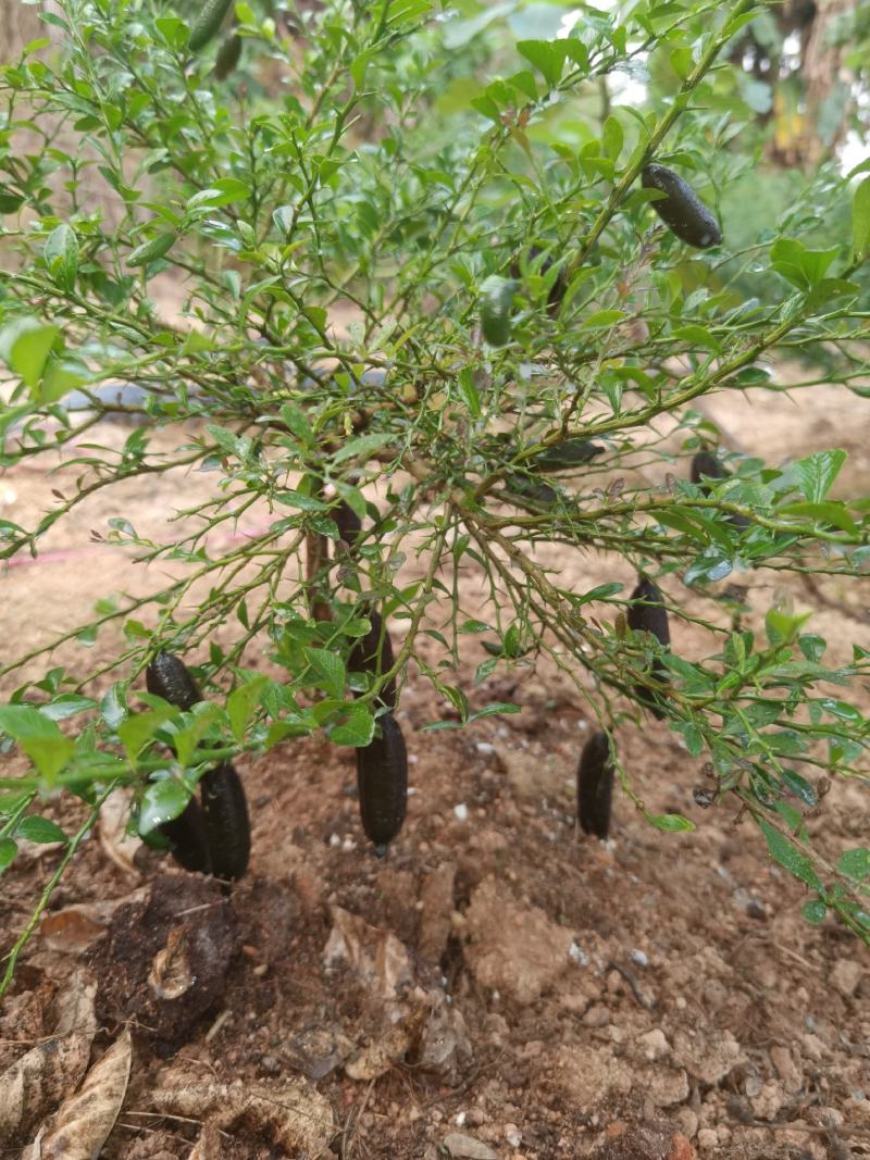 澳洲手指柠檬苗柠檬苗澳洲金手指适合南北种植耐寒