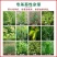 胜邦绿野43%草甘膦钾盐除草剂果园公路草甘磷烂根恶性杂草