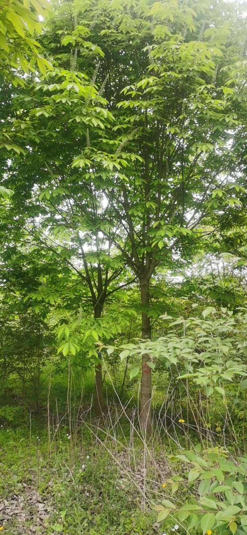 精品七叶树，绿化，行道树专用，基地大量直销。