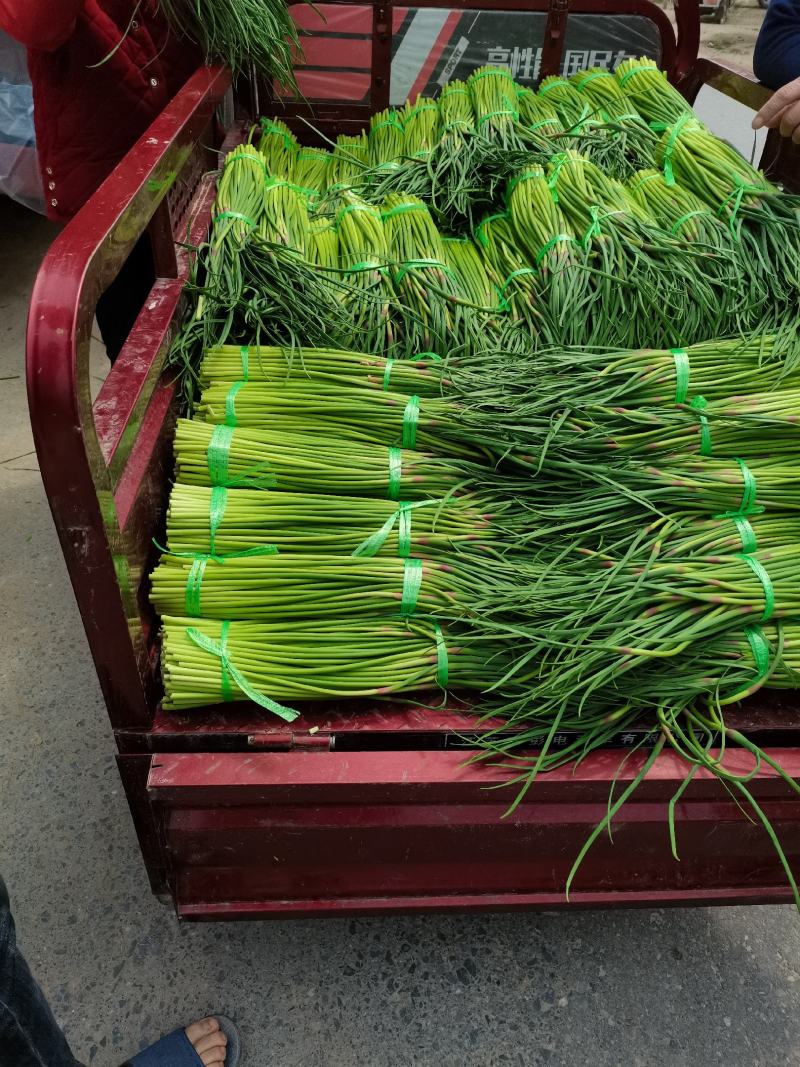 杞县优质新鲜红帽蒜苔大量上市，货源充足，规格齐全