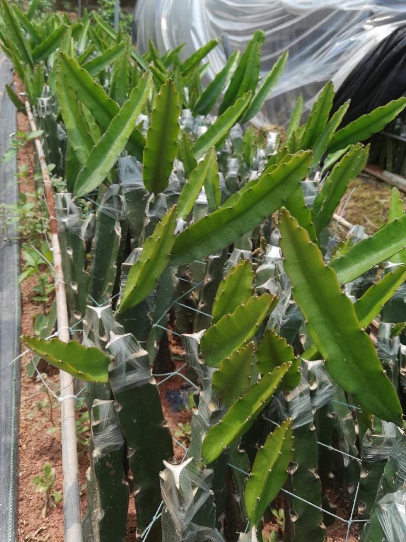 青龙火龙果苗青皮红心火龙果苗台湾青龙适合南北种植盆栽地栽