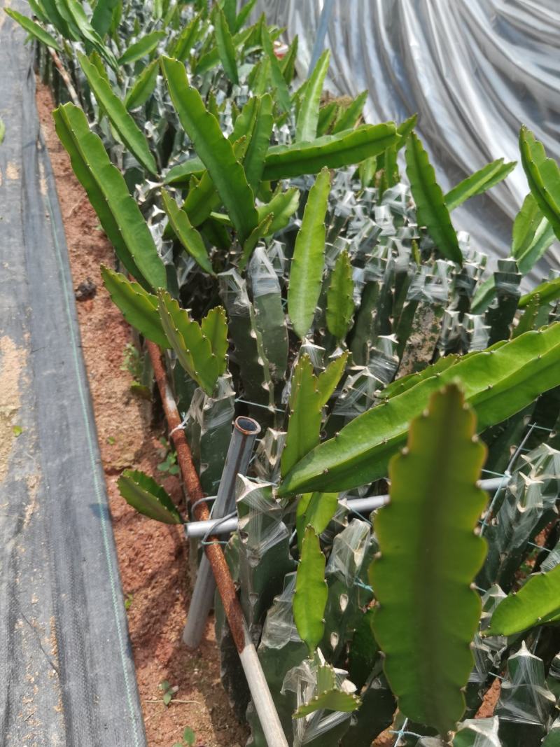 青龙火龙果苗青皮红心火龙果苗台湾青龙适合南北种植盆栽地栽