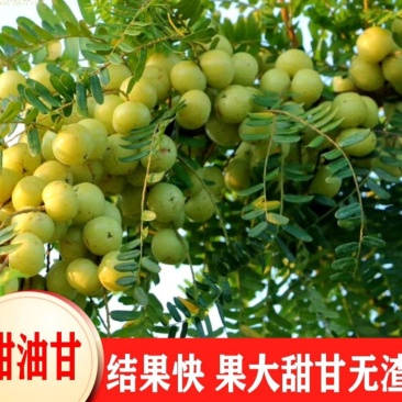 嫁接油甘苗大粒甜余甘苗,小袋苗,实生苗…