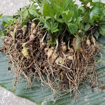 竹节参两年苗，喜欢种直中草药的都来搞点回家试试瞧