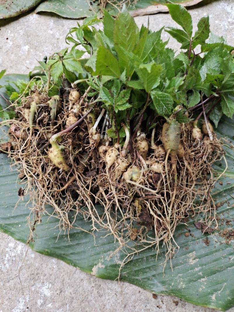 竹节参两年苗，喜欢种直中草药的都来搞点回家试试瞧
