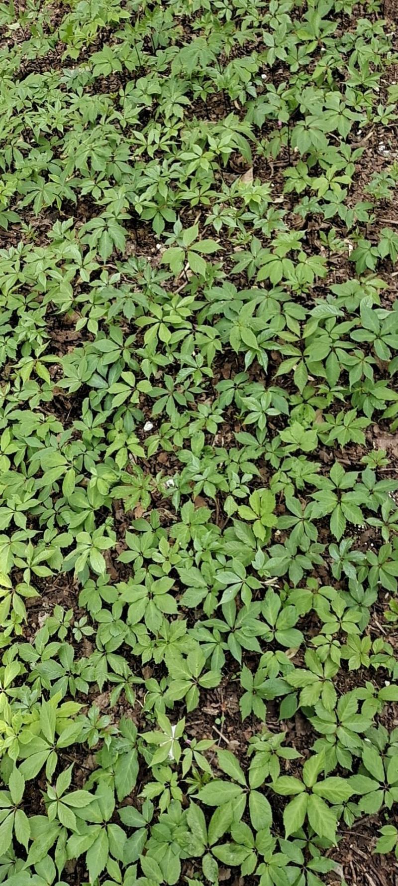 竹节参两年苗，喜欢种直中草药的都来搞点回家试试瞧