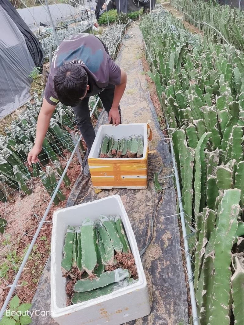 青龙火龙果苗青皮红心火龙果苗台湾青龙适合南北种植盆栽地栽