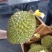 【榴莲】泰国香糯托曼尼榴莲2-2.5斤