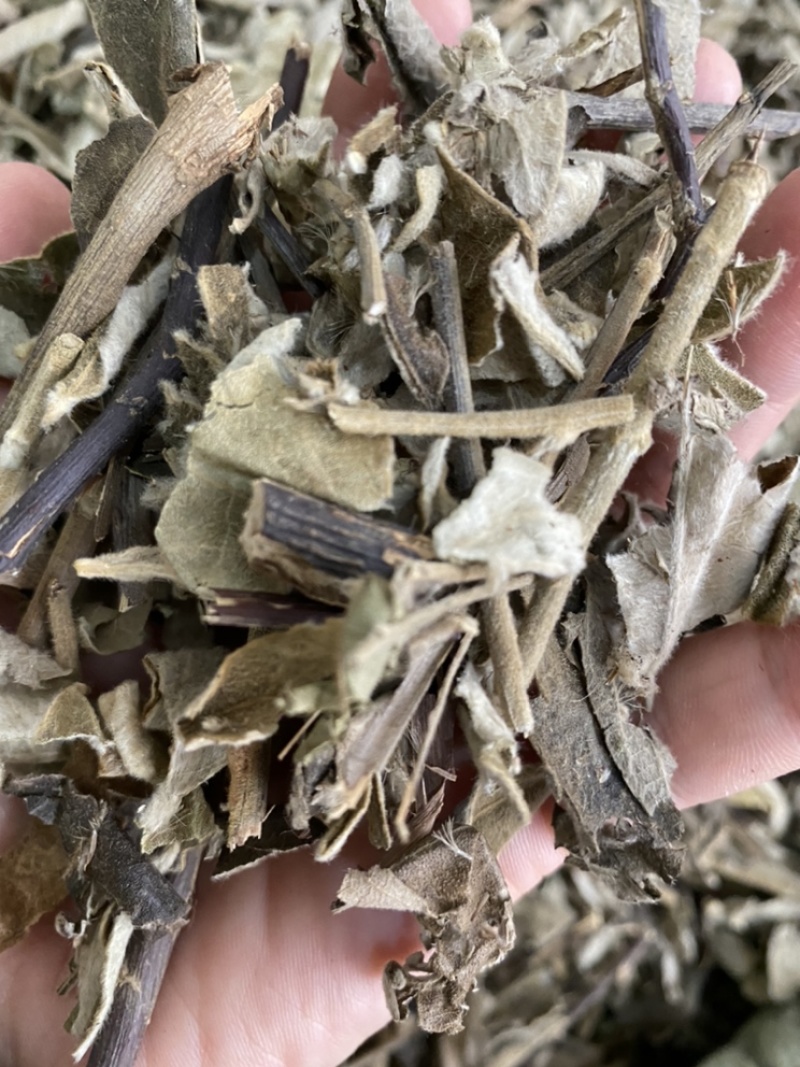 山白芷叶山白芷