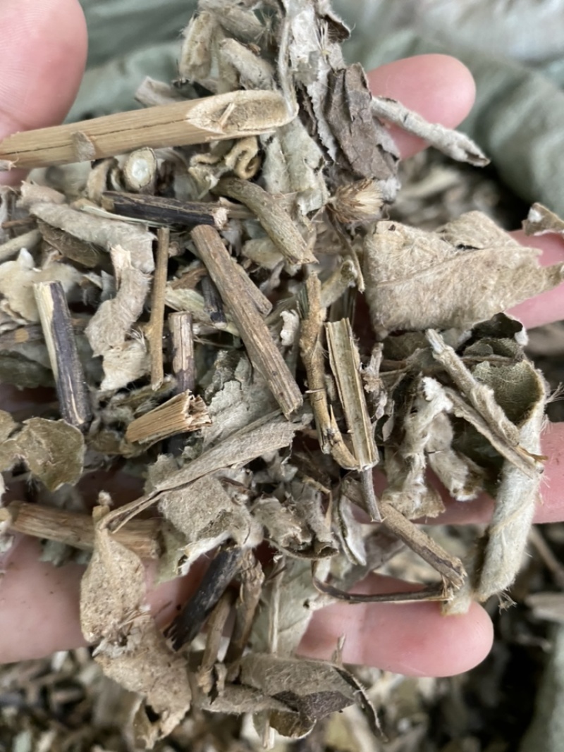山白芷叶山白芷
