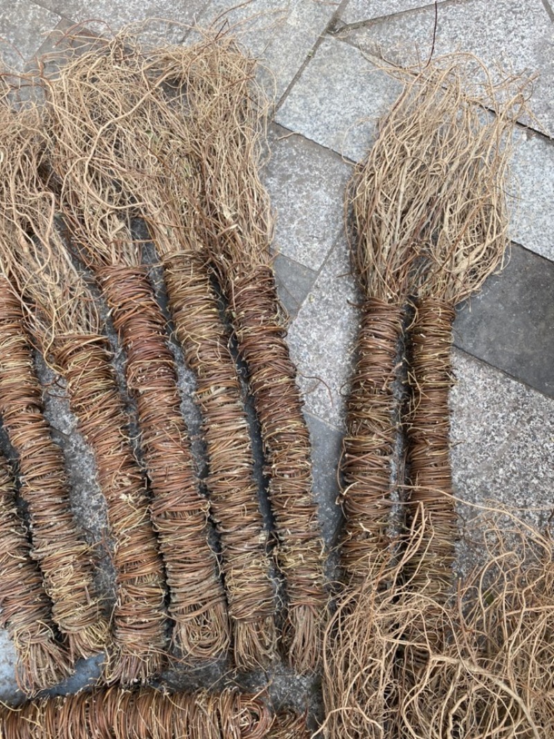 鸡骨草