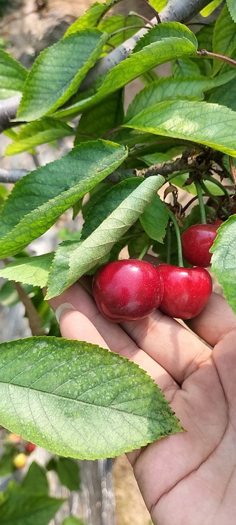 山东聊城冠县大樱桃快速分拣快速装车一件代发大量有货