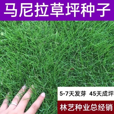 马尼拉百慕大高羊茅进口蓝标低矮白标草坪种子四季常青