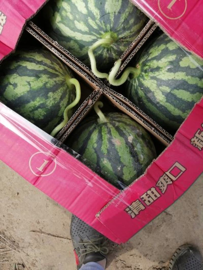 甘美4K西瓜糖分15上视频看货产地直发诚信经营欢迎来电
