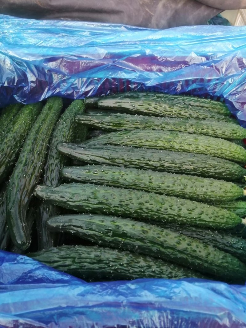 黄瓜