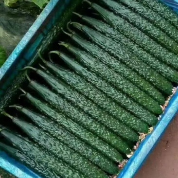 黄瓜