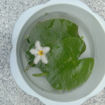 一叶莲一叶莲碗莲水生花卉水培植物室内阳台四季开花盆栽鱼缸