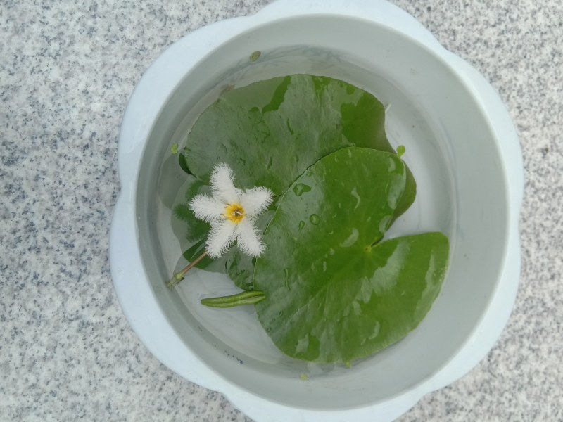 一叶莲一叶莲碗莲水生花卉水培植物室内阳台四季开花盆栽鱼缸
