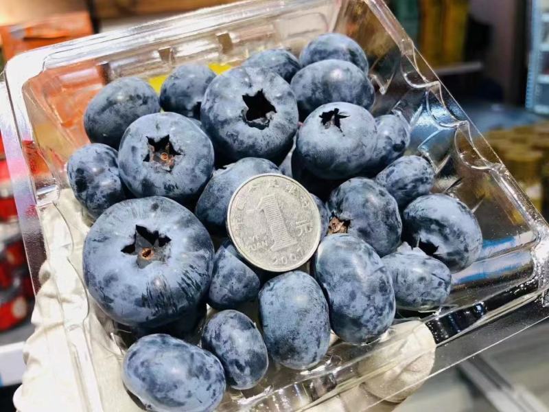 【怡颗莓蓝莓】云南精品限量版蓝莓超大果12盒3-4斤