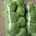 精品袋装甘蓝，无根净菜欢迎新老客户电话咨询