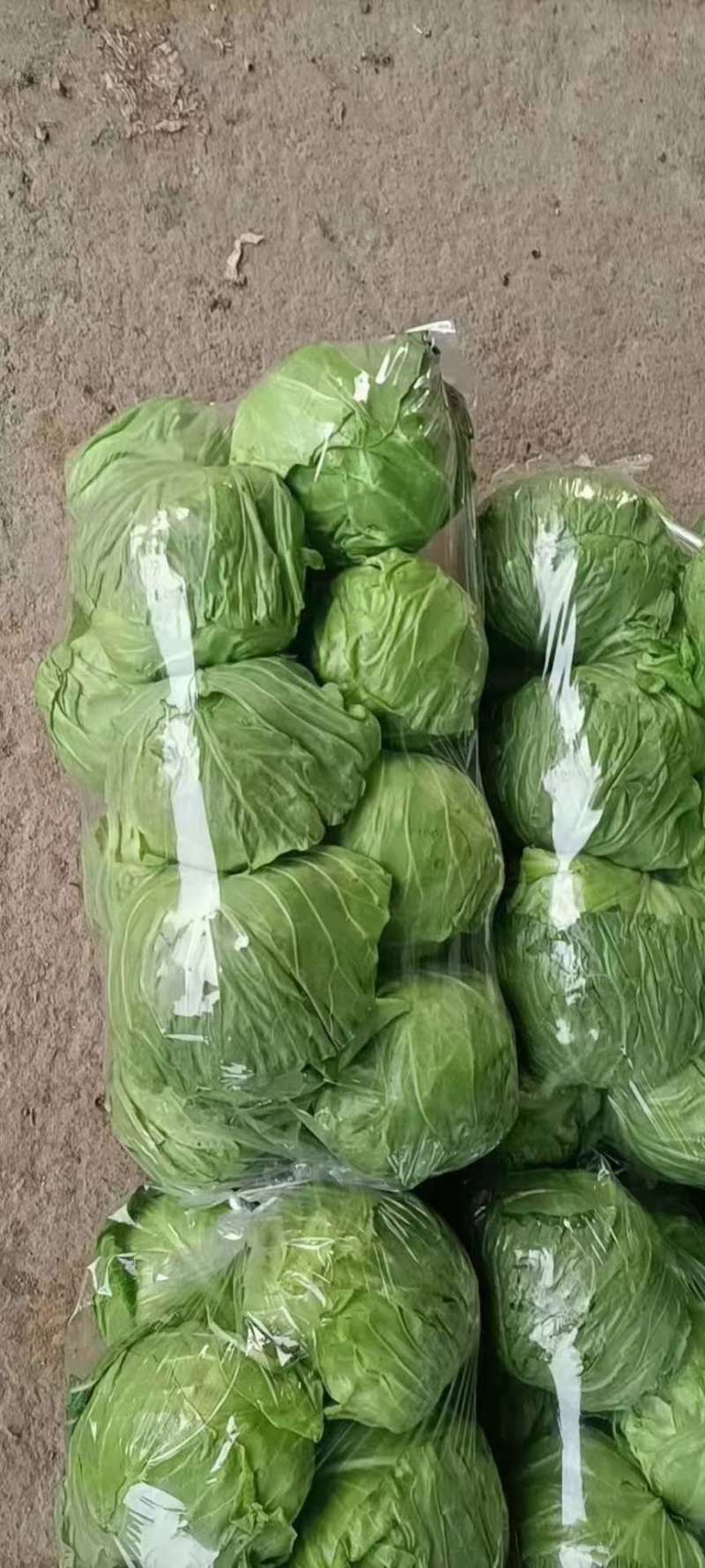 精品袋装甘蓝，无根净菜欢迎新老客户电话咨询