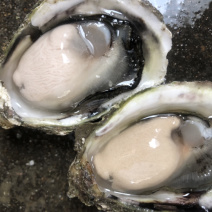 鲜活牡蛎新鲜全壳生蚝壳薄肉肥每天现捞现发