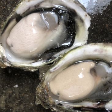 新鲜生蚝鲜活海蛎子烧烤贝类全壳蚝每天新鲜