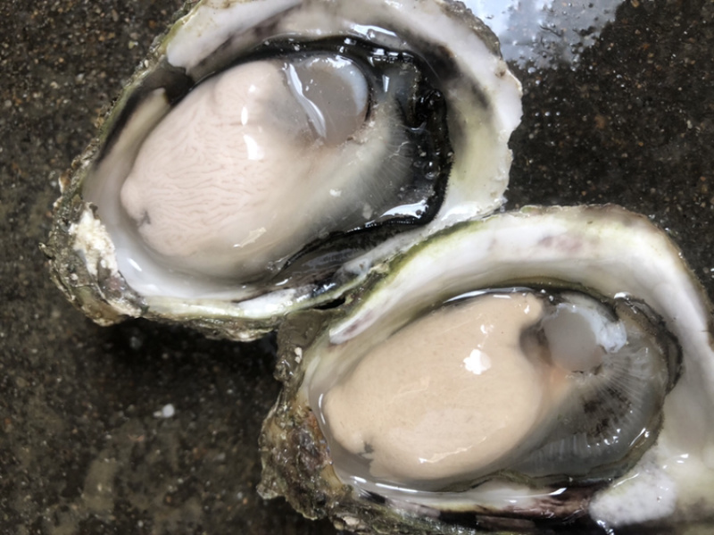新鲜生蚝鲜活海蛎子烧烤贝类全壳蚝每天新鲜