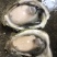 新鲜生蚝鲜活海蛎子烧烤贝类全壳蚝每天新鲜