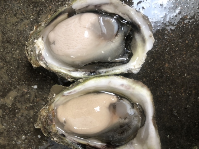 新鲜生蚝鲜活海蛎子烧烤贝类全壳蚝每天新鲜