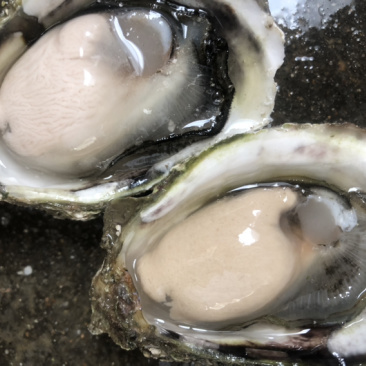 鲜活全壳生蚝壳薄肉肥每天新鲜货源稳定长期有货