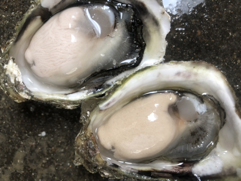 鲜活全壳生蚝壳薄肉肥每天新鲜货源稳定长期有货