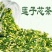 莲子芯正品莲子心茶农家手工天然野生莲心清热去火养生花草茶