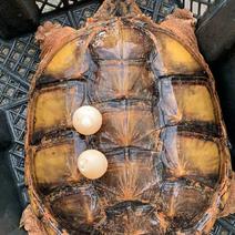 稳产种龟，杂佛品种，家庭养殖种龟，捡蛋敷龟苗