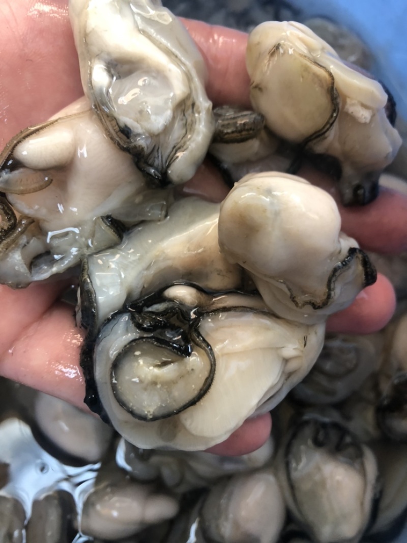 生蚝肉鲜活现剥牡蛎肉去壳海蛎子肉批发每天新鲜