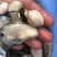 生蚝肉鲜活现剥牡蛎肉去壳海蛎子肉批发每天新鲜