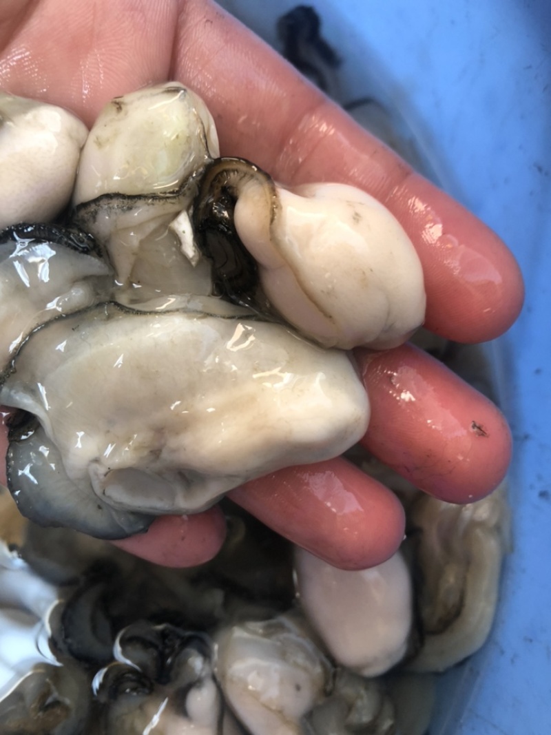 生蚝肉鲜活现剥牡蛎肉去壳海蛎子肉批发每天新鲜