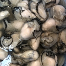 生蚝肉鲜活现剥牡蛎肉去壳海蛎子肉批发每天新鲜