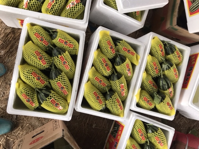 羊角蜜甜瓜！产地直销！欢迎全国客商前来收购