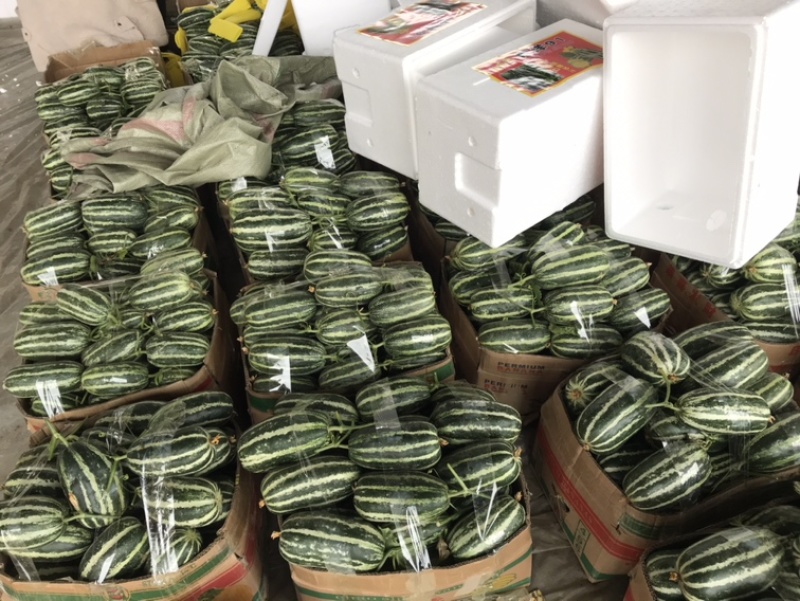 羊角蜜甜瓜！产地直销！欢迎全国客商前来收购