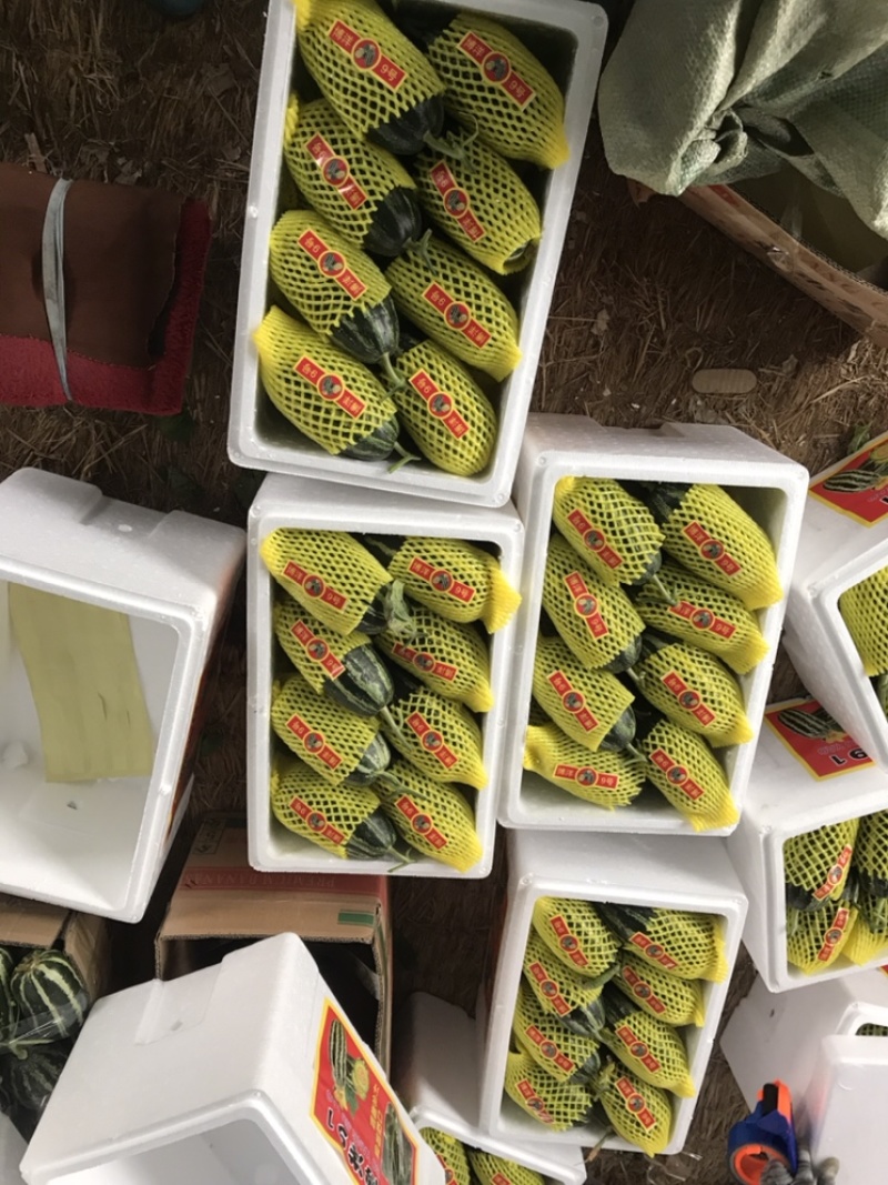 羊角蜜甜瓜！产地直销！欢迎全国客商前来收购