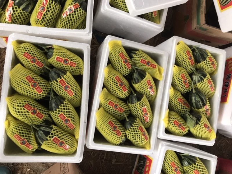 羊角蜜甜瓜！产地直销！欢迎全国客商前来收购