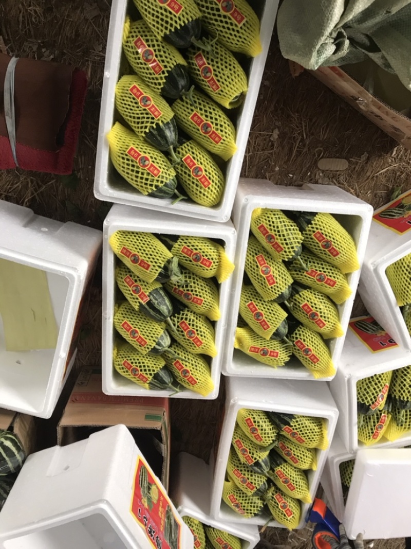 羊角蜜甜瓜！产地直销！欢迎全国客商前来收购