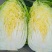 国申CR167春秋白菜种子，抗根瘤病黄心黄芯60天冬储