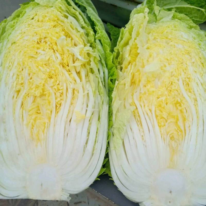 国申CR167春秋白菜种子，抗根瘤病黄心黄芯60天冬储